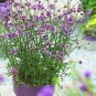 500+PURPLETOP VERVAIN Flower Seed Native Wildflower Butterfly Magnet Bees SALE