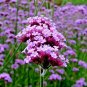 500+PURPLETOP VERVAIN Flower Seed Native Wildflower Butterfly Magnet Bees SALE