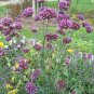 500+PURPLETOP VERVAIN Flower Seed Native Wildflower Butterfly Magnet Bees SALE