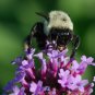 500+PURPLETOP VERVAIN Flower Seed Native Wildflower Butterfly Magnet Bees SALE