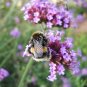 500+PURPLETOP VERVAIN Flower Seed Native Wildflower Butterfly Magnet Bees SALE