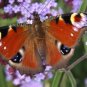 500+PURPLETOP VERVAIN Flower Seed Native Wildflower Butterfly Magnet Bees SALE
