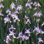 60+WILD BLUE/ROCKY MOUNTAIN IRIS Seeds American Native Wildflower FLAG LILLY