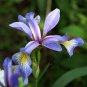 60+WILD BLUE/ROCKY MOUNTAIN IRIS Seeds American Native Wildflower FLAG LILLY