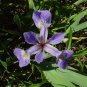 60+WILD BLUE/ROCKY MOUNTAIN IRIS Seeds American Native Wildflower FLAG LILLY