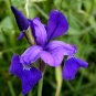 60+WILD BLUE/ROCKY MOUNTAIN IRIS Seeds American Native Wildflower FLAG LILLY