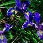 60+WILD BLUE/ROCKY MOUNTAIN IRIS Seeds American Native Wildflower FLAG LILLY