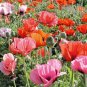 1000+ORIENTAL POPPY MIX Flower Seeds Summer Blooms Perennial Garden/Containers
