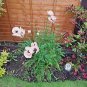 1000+ORIENTAL POPPY MIX Flower Seeds Summer Blooms Perennial Garden/Containers
