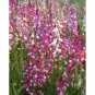 2001+TALL SNAPDRAGON "Northern Lights Mix" Flower Seeds Blooms Summer to Fall