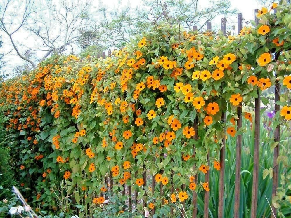 40+BLACK EYED SUSAN VINE Flower Seeds Easy to Grow 8ft Climber Garden