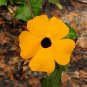40+BLACK EYED SUSAN VINE Flower Seeds Easy to Grow 8ft Climber Garden/Container