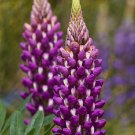 100+EUROPEAN LUPINE Seeds Wildflower Violet/Purple Bloom Spikes Spring/Summer