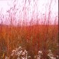 500+BIG BLUESTEM Seeds American Native Prairie Grass Clumping Ornamental Kansas