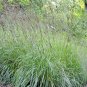 500+BIG BLUESTEM Seeds American Native Prairie Grass Clumping Ornamental Kansas