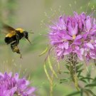 100+ROCKY MOUNTAIN BEE PLANT Seeds American Native Wildflower Butterflies Bee's