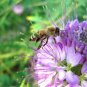 100+ROCKY MOUNTAIN BEE PLANT Seeds American Native Wildflower Butterflies Bee's