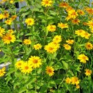 100+EARLY SUNFLOWER Seeds American Native Wildflower False Sunflower Perennial