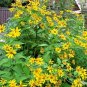 100+EARLY SUNFLOWER Seeds American Native Wildflower False Sunflower Perennial