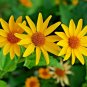 100+EARLY SUNFLOWER Seeds American Native Wildflower False Sunflower Perennial