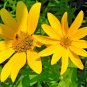 100+EARLY SUNFLOWER Seeds American Native Wildflower False Sunflower Perennial