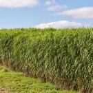 1 OZ=20000+SWITCH GRASS Seeds Native Prairie Grass Clumping Ornamental Perennial