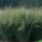 1 OZ=20000+SWITCH GRASS Seeds Native Prairie Grass Clumping Ornamental Perennial