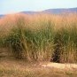 1 OZ=20000+SWITCH GRASS Seeds Native Prairie Grass Clumping Ornamental Perennial