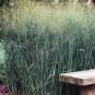 1 OZ=20000+SWITCH GRASS Seeds Native Prairie Grass Clumping Ornamental Perennial