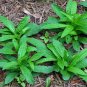 500+AUTUMN SNEEZEWEED Seed American Native Wildflower Butterfly Garden/Container