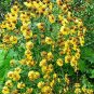 500+AUTUMN SNEEZEWEED Seed American Native Wildflower Butterfly Garden/Container