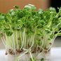 200+ DAIKON MINOWASE RADISH Seeds Organic Non-GMO Fall/Spring Garden/Containers