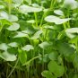 200+ DAIKON MINOWASE RADISH Seeds Organic Non-GMO Fall/Spring Garden/Containers
