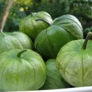 50+TOMATILLO GIGANTE Seeds Organic Non-gmo Salsa Tex-Mex Garden/Patio  Seeds USA Seller