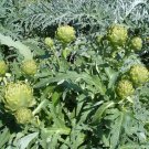 40+GREEN GLOBE ARTICHOKE Seeds Organic Non-GMO Antioxidants Garden /  Seeds USA Seller