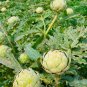 40+GREEN GLOBE ARTICHOKE Seeds Organic Non-GMO Antioxidants Garden / Seeds USA Seller
