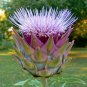 40+GREEN GLOBE ARTICHOKE Seeds Organic Non-GMO Antioxidants Garden / Seeds USA Seller