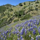 2800+1oz SKY/DWARF LUPINE Seeds Native Northwest Wildflower Spring/Summer Bulk