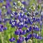 2800+1oz SKY/DWARF LUPINE Seeds Native Northwest Wildflower Spring/Summer Bulk