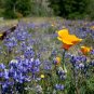 2800+1oz SKY/DWARF LUPINE Seeds Native Northwest Wildflower Spring/Summer Bulk