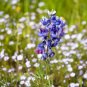 2800+1oz SKY/DWARF LUPINE Seeds Native Northwest Wildflower Spring/Summer Bulk