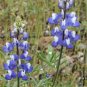 2800+1oz SKY/DWARF LUPINE Seeds Native Northwest Wildflower Spring/Summer Bulk