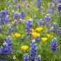 2800+1oz SKY/DWARF LUPINE Seeds Native Northwest Wildflower Spring/Summer Bulk
