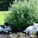500+CATNIP Seeds Sedative Herbal Tea Fly/Mosquito Repellent Containers/Garden