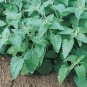 500+CATNIP Seeds Sedative Herbal Tea Fly/Mosquito Repellent Containers/Garden