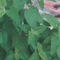 500+CATNIP Seeds Sedative Herbal Tea Fly/Mosquito Repellent Containers/Garden