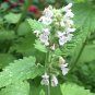 500+CATNIP Seeds Sedative Herbal Tea Fly/Mosquito Repellent Containers/Garden