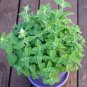 500+CATNIP Seeds Sedative Herbal Tea Fly/Mosquito Repellent Containers/Garden