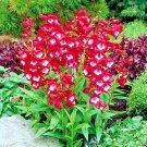 100+PENSTEMON HARTWEGII SENSATION MIX Flower Seeds Drought Tolerant Poor Soil