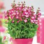 100+PENSTEMON HARTWEGII SENSATION MIX Flower Seeds Drought Tolerant Poor Soil
